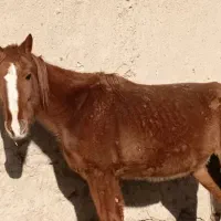 اسب مادیان|اسب و تجهیزات اسب‌سواری|ساوه, |دیوار