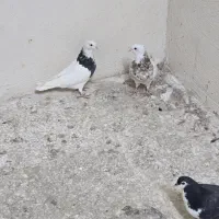 کبوتر|پرنده|مشهد, فریزی|دیوار