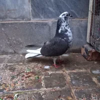 کبوتر|پرنده|بهارستان, |دیوار