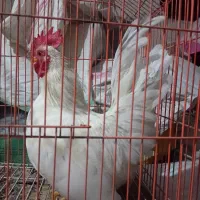 ۳عدد خروس چاپنیز هزارگل|حیوانات مزرعه|آمل, |دیوار