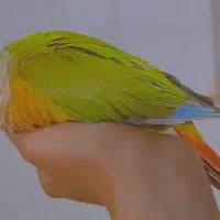 طوطی گرینچیک گم شده|حیوانات|اصفهان, سنبلستان|دیوار