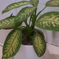 گل طبیعی|گل و گیاه طبیعی|صباشهر, |دیوار