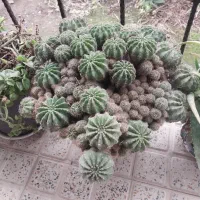 فروش گل خانگی|گل و گیاه طبیعی|رودبنه, |دیوار