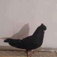 فروش کبوترپرشی