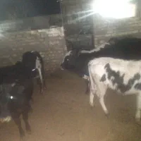 فروش ۶راس گوساله درجه یک