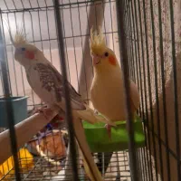 فروش یک جفت عروس هلندی