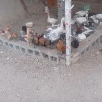 فروش دستگاه جوجه کشی