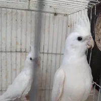 عروس هلندی البینو بالغ نر و ۴ ماده