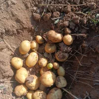 سیب زمینی کلمبامدل402