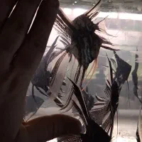 انجل چهل گیس سایز سوپر مولد