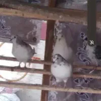 کبوتر زیر قیمت ۷تا تک پر سفید پاک