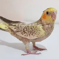 عروس هلندی سرلاکی.دانخور.جفت.و برزیلی