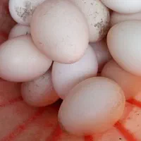 تخم مرغ محلی|خوردنی و آشامیدنی|زنجان, |دیوار