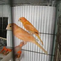 کمربند مشکی قناری|زیورآلات و اکسسوری|رشت, خواهر امام|دیوار