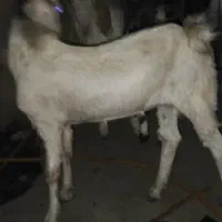 دوتا‌تروشت‌فروشی|حیوانات مزرعه|ایرانشهر, |دیوار