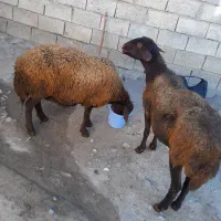 دوراس گوسفند دندان انداختن|حیوانات مزرعه|ارشق, |دیوار