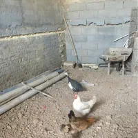 مرغ و ۱عدد مرغ شاخدار تخمگذار