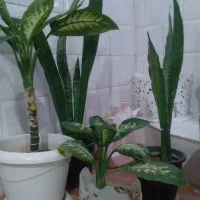 خانه وآشپزخانه