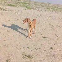 توله تازی