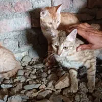 گربه.نر.ماده.بچه گربه فروش فوری.فقط یک میلیون