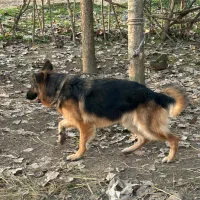 دو قلاده ژرمن شپرد برای فروش با قیمت منصفانه