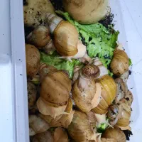 حلزون تراپی برای پوست|خزنده|قم, قلعه کامکار|دیوار