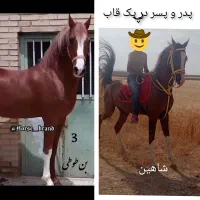 کشش اسب .شاهین سیلمی زیبا پسری از بن طوطی