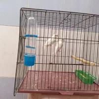 یک جفت مرغ عشق