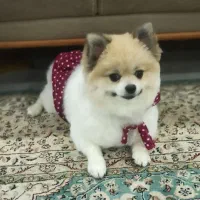 پامرین دو سر خرسی