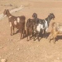 ۵ عدد بز جوان دوقلو زا  خوش رنگ|حیوانات مزرعه|تبریز, |دیوار