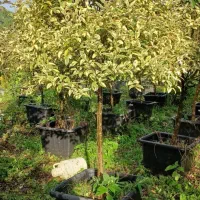 گل وگیاه زمینی وگلدانی فروش