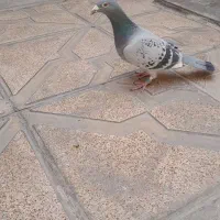 کفتر المانی مسافتی|پرنده|مشهد, انصار|دیوار