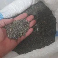 بذر بامیه سبز