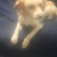 واگذاری رایگان سگ ماده نژاداشپیتر