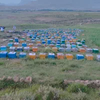 فروش زنبور عسل