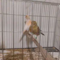 توپاز سیلور
