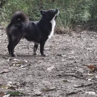 جفت یابی نژاد اسپیچرکی