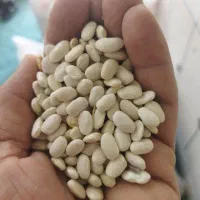 لوبی سفید درجه یک برای کشت کار وبرای خوراکی