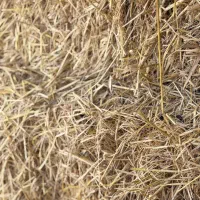 سرچینا|لوازم جانبی حیوانات|رشت, حومه رشت|دیوار