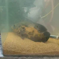 فروش ماهی اسکار|ماهی|ملایر, |دیوار