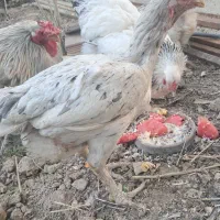 مرغ|حیوانات مزرعه|تهران, خانی آباد نو شمالی|دیوار