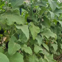 گلخانه سنتی|فروش دفتر صنعتی، کشاورزی، تجاری|فولادشهر, A2|دیوار