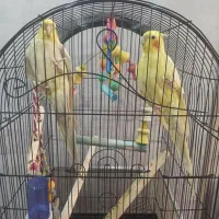 پرنده عروس هلندی