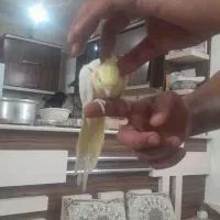 طوطی|پرنده|برخوار, |دیوار