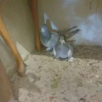 کبوترخرقه ابری|پرنده|اصفهان, شاهد|دیوار