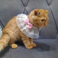 گربه