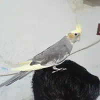 طوطی عروس هلندی