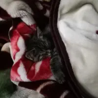 گربه واگزاری|گربه|خمینیشهر, |دیوار