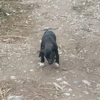 سگ پژدر و توله|سگ|خلخال, |دیوار