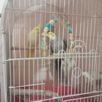 عروس هلندی|پرنده|تهران, جیحون|دیوار